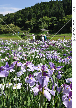 別府鳶尾花園 別府鳶尾花園 1359470