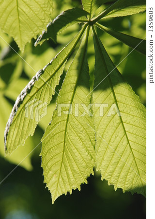 Marronnier年輕葉子 Marronnier年輕葉子 1359603