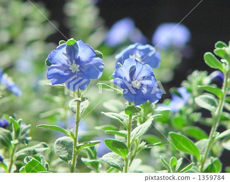 October American Blue Hiragao family 03 1359784