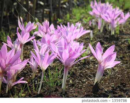 十月狗藏紅花Yuri 09 十月狗藏紅花Yuri 09 1359786