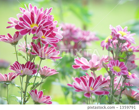 October · Chrysanthemum 05 1359791