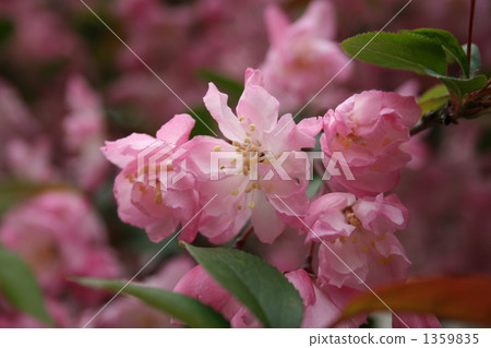 Hana Ha Tang (Hanaka) Hana Ha Tang (Hanaka) 1359835