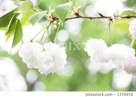 櫻花02■松月櫻花■ 1359858
