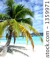 大溪地棕櫚樹 1359971