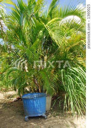 散尾葵 綠葉 園藝 1360025