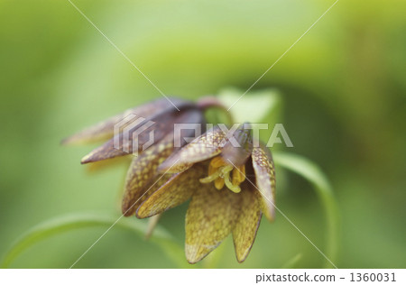 黑百合 高山植物 石川 1360031