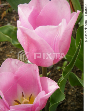 Tulip Tulip 1360065
