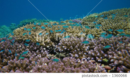 Coral Reef Coral Reef 1360066