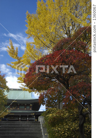 ginkgo, ginko tree, red leafe 1360067