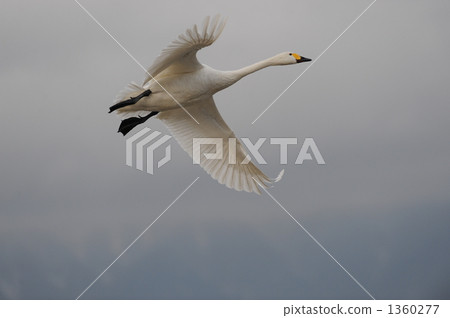 小天鵝 白鳥湖 安曇野 1360277