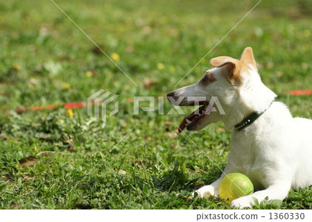 Ball and Jack Russell 1360330