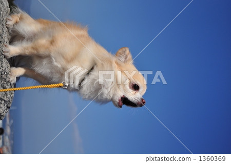 howling, bark, barking 1360369