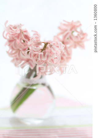 在家開花的風信花 在家開花的風信花 1360800