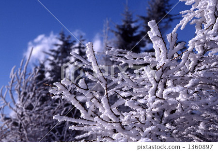 rime, frost covered tree, frost-covered tree 1360897
