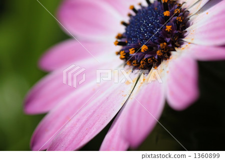 春天的花朵 春天的花朵 1360899