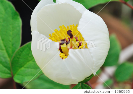 White Flower, abloom, bloom 1360965