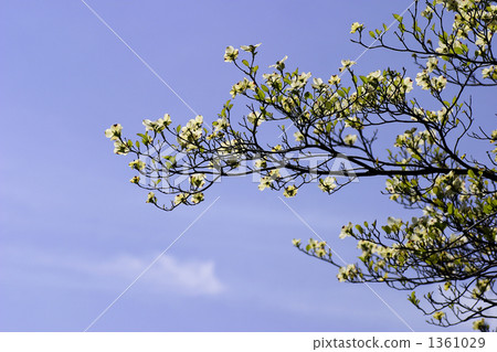 山茱萸。 1361029