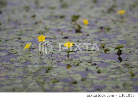 漂移的心 伊樂藻 水蘊草 1361035