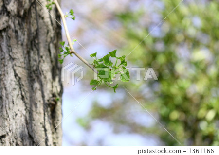 ginkgo, gingko, ginko tree 1361166