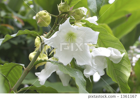 Poemontier / Muruti Flora Poemontier / Muruti Flora 1361167