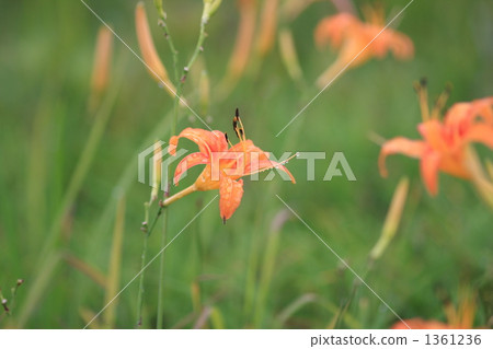 hemerocallis fulva longituba, daylily, hemerocallis fulva 1361236