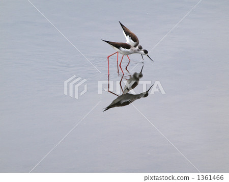 Mating of Yatitsu tidal flats Mating of Yatitsu tidal flats 1361466