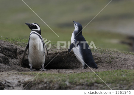 福克蘭群島 嵌套孔 麥哲倫企鵝 1361545