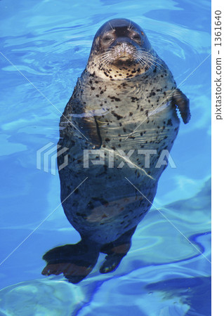 海狗 密封 頭(牛的) 1361640