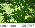 A garden 1361797