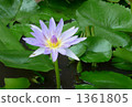 Purple Lotus 1361805