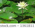 Frogs and lotus 1361811