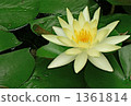 White lotus 1361814