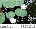  White flower 1361818