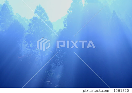 Morning light sparkle shining forest 1361820