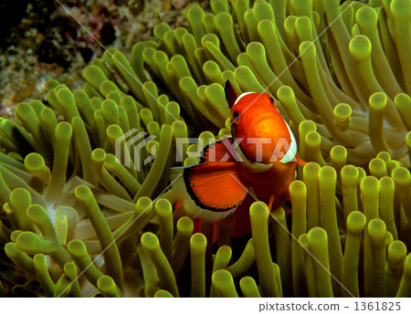 海葵和小丑魚 1361825