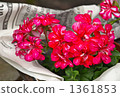 Red bouquet 1361853