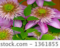 Purple flower 1361855