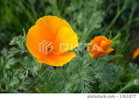 加州罌粟 罌粟科 春天的花 1361877