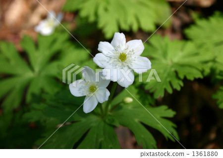 Nirinsou Nirinsou 1361880