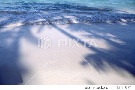 落在海灘的棕櫚樹的陰影 1361974