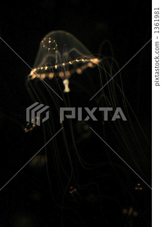 one small animal, marine life, feeler 1361981