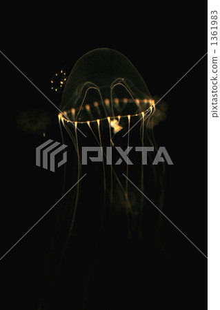 jellyfish, one small animal, marine life 1361983