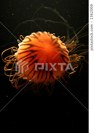 海洋生物 一隻小動物 布朗水母 1362009