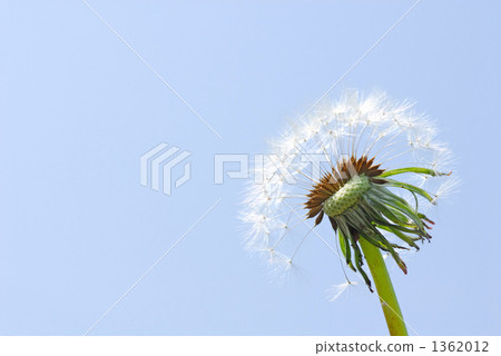 蒲公英棉花帽子和藍天 1362012