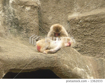 一隻猴子 1362033