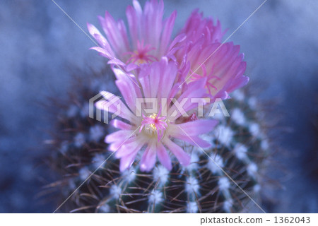 仙人掌花 1362043