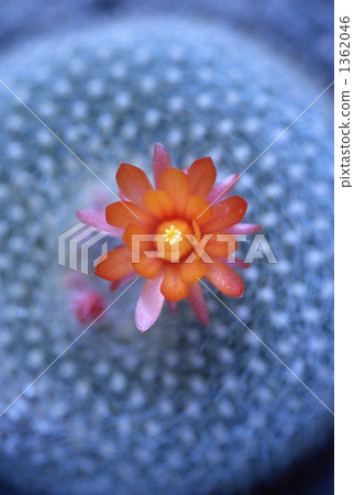 仙人掌花 1362046