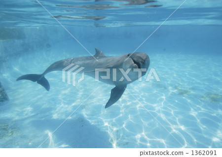 bottlenose, bottlenose dolphin, bottlenosed dolphin 1362091