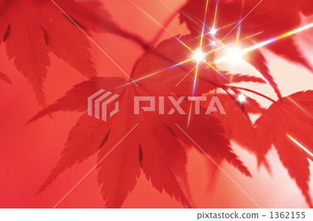 Autumn tints and sun leaves Autumn tints and sun leaves 1362155