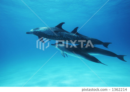 bahamas, the bahamas, atlantic spotted dolphin 1362214